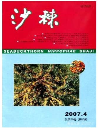 沙棘