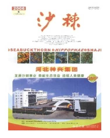 沙棘
