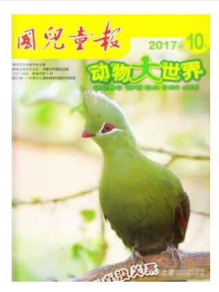 动物大世界